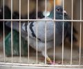 Capture de pigeon à Chambly