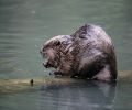 Exterminateur de castor à Chambly