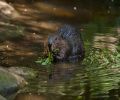 Capture castor Chambly