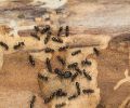 Extermination Chambly extermination de fourmis