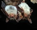 Capture de chauve souris à Chambly