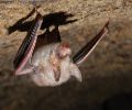 Extermination chauve-souris Chambly