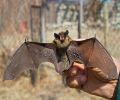 Capture de chauve souris à Chambly
