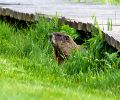 Exterminateur de marmotte à Chambly
