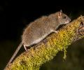 Extermination rats Chambly