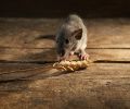 Exterminateur de souris à Chambly